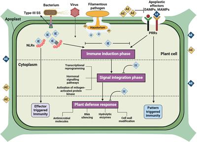 Recent advances in nano-enabled immunomodulation for enhancing plant resilience against phytopathogens